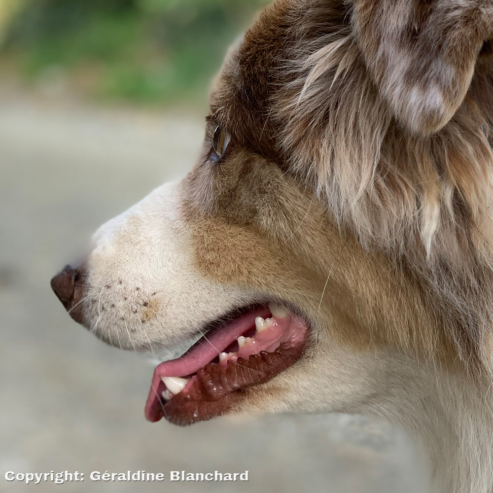 chien adulte en bonne santé